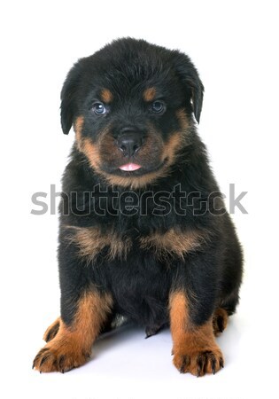 Zdjęcia stock: Szczeniak · rottweiler · studio · biały · psa · czarny