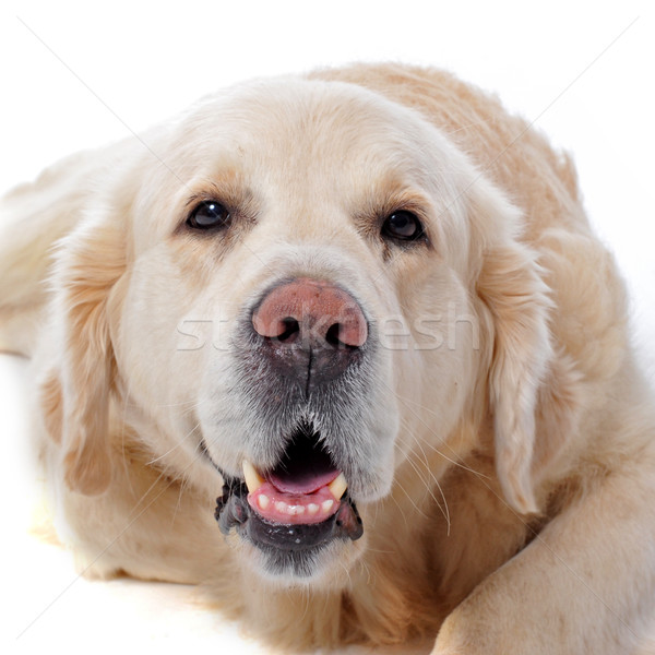 Golden retriever witte hoofd studio huisdier Stockfoto © cynoclub