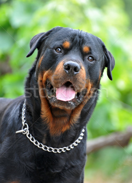 Foto stock: Rottweiler · retrato · jardín · naturaleza · cabeza