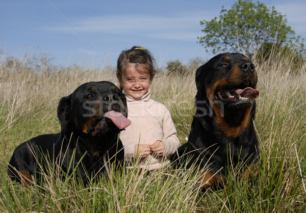 Veszélyes kutyák gyermek kislány kettő fajtiszta Stock fotó © cynoclub