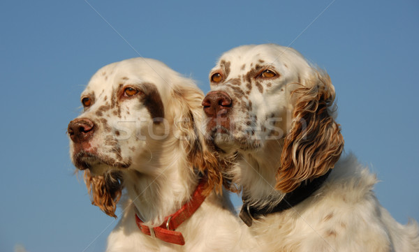 [[stock_photo]]: Anglais · belle · couple · chasse · chiens