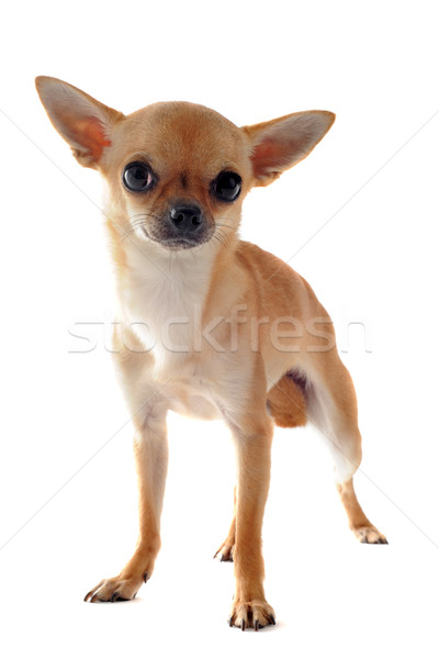 short hair chihuahua Stock photo © cynoclub