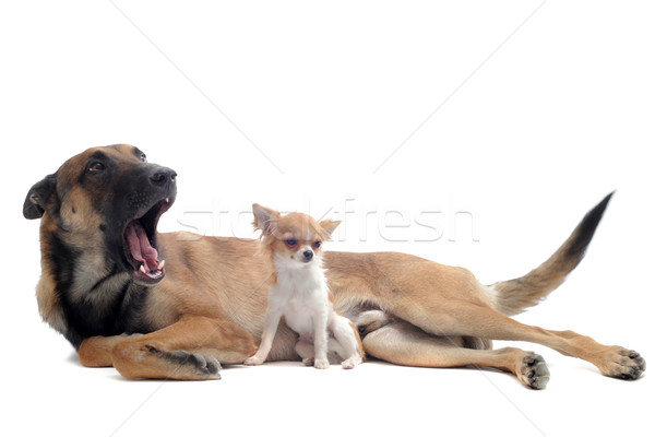 chihuahua and malinois Stock photo © cynoclub