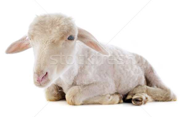 Jeunes agneau blanche ferme Photo stock © cynoclub
