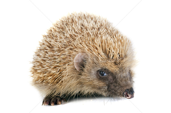 hedgehog  Stock photo © cynoclub