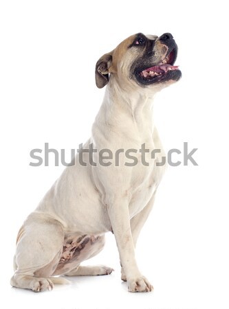 American bulldog bianco animale seduta bulldog sfondo bianco Foto d'archivio © cynoclub