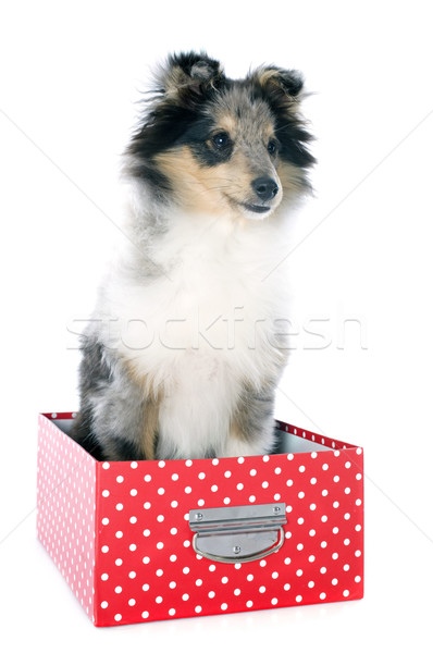 Chiot portrait blanche chien boîte [[stock_photo]] © cynoclub