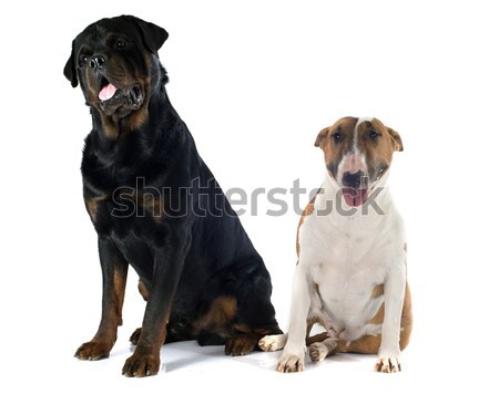 puppy and adult labrador retriever Stock photo © cynoclub