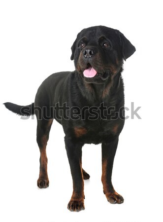 Stock fotó: Fajtiszta · felnőtt · rottweiler · fehér