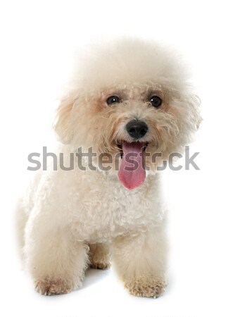 Stok fotoğraf: Köpek · beyaz · saç · erkek · yalıtılmış