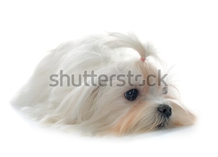 young maltese dog Stock photo © cynoclub