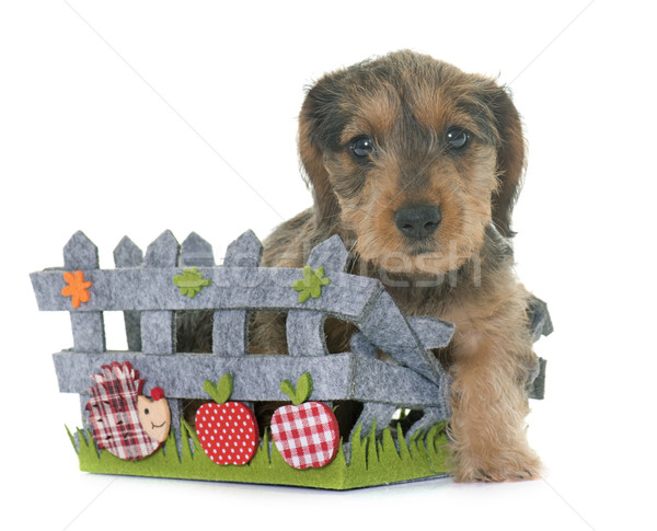 puppy Wire haired dachshund Stock photo © cynoclub