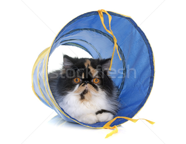 Tricolore gatto persiano tunnel giocare bianco femminile Foto d'archivio © cynoclub