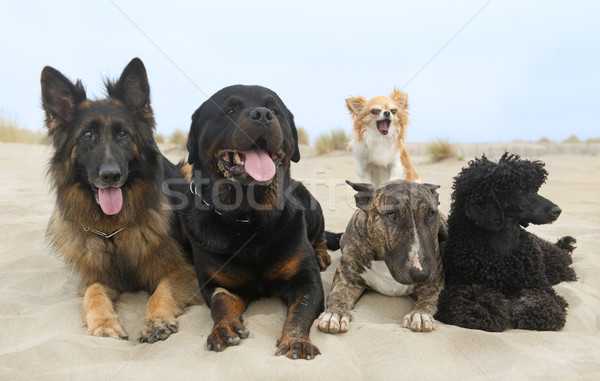 Psów plaży pięć lata psa morza Zdjęcia stock © cynoclub