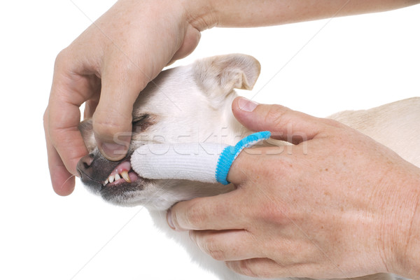 Psa czarny zęby biały zwierząt Zdjęcia stock © cynoclub