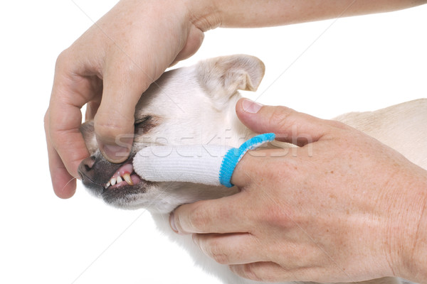 brushing the teeth of chihuahua Stock photo © cynoclub