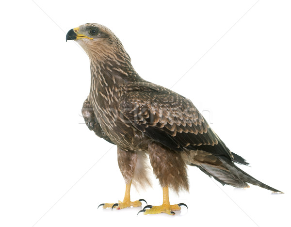 Common buzzard in studio Stock photo © cynoclub
