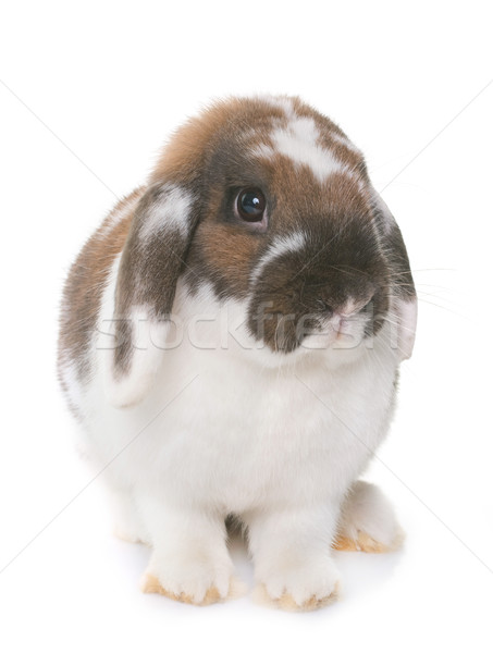 Zwerg Kaninchen weiß bunny Tier Studio Stock foto © cynoclub