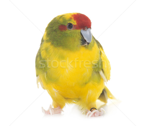 Aves verde animales amarillo mascota fondo blanco Foto stock © cynoclub