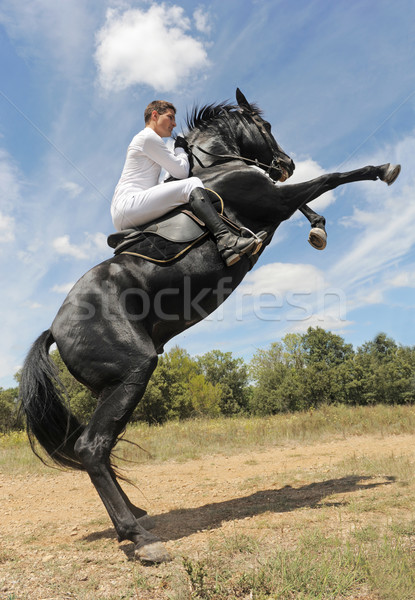 rearing horse Stock photo © cynoclub