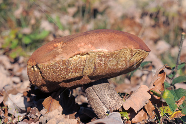 bolete mushroom Stock photo © cynoclub