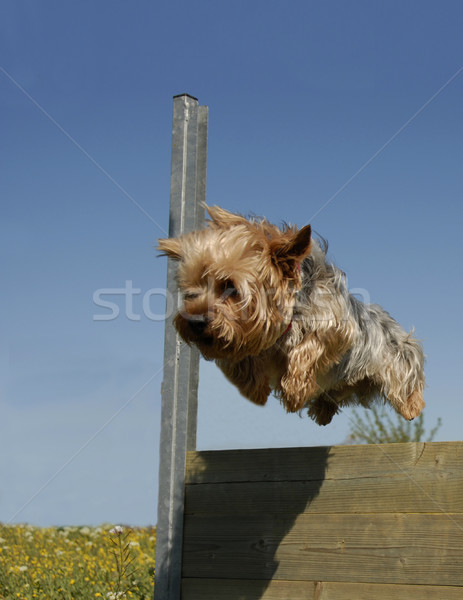 Saltar yorkshire retrato hermosa terrier Foto stock © cynoclub