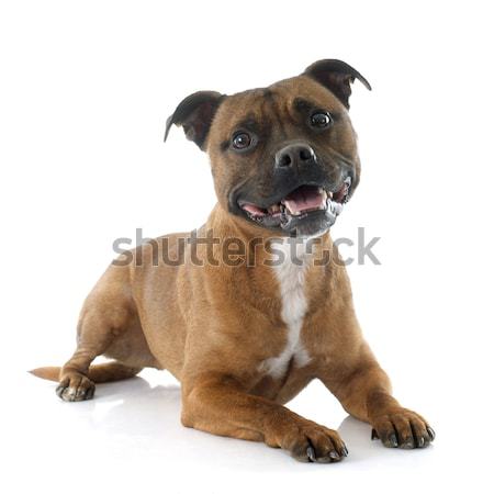 Rottweiler chiot portrait noir jeunes [[stock_photo]] © cynoclub