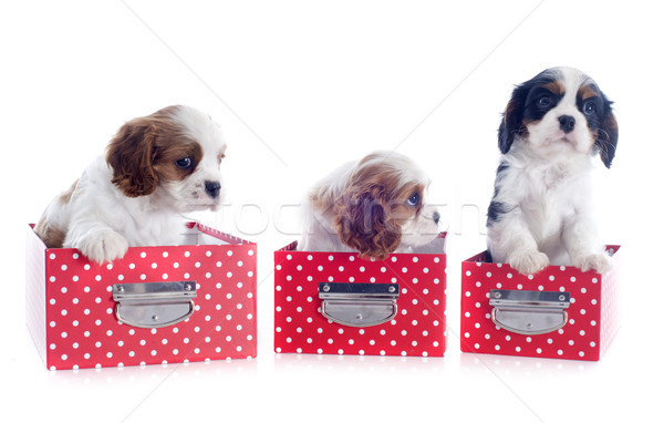 puppies cavalier king charles Stock photo © cynoclub