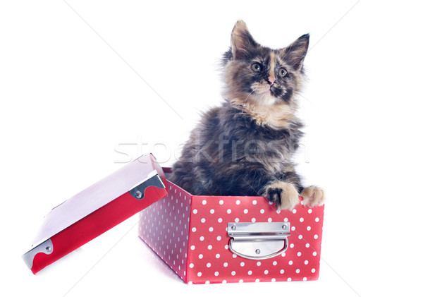 maine coon kitten in a box Stock photo © cynoclub