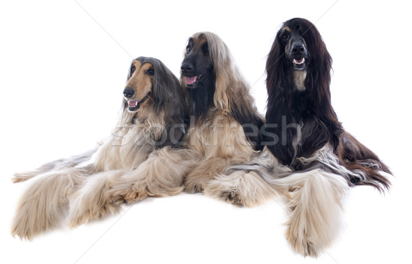 afghan dog Stock photo © cynoclub
