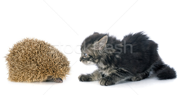 hedgehog and kitten Stock photo © cynoclub