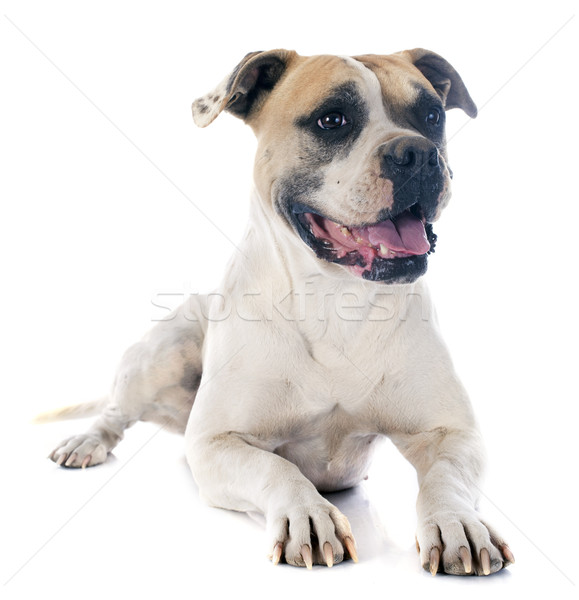 American bulldog bianco animale bulldog sfondo bianco americano Foto d'archivio © cynoclub