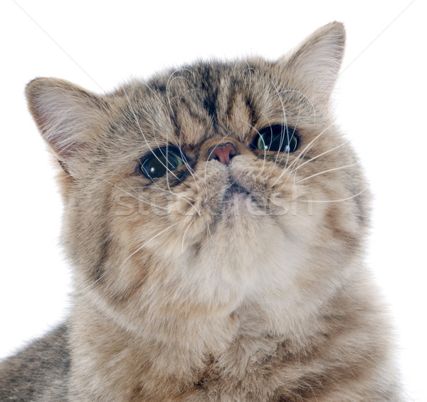 Exotischen Kurzhaar Katze weiß Porträt Studio Stock foto © cynoclub