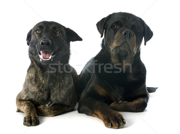 Stock photo: Holland Shepherd and rottweiler