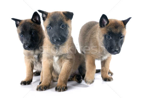 puppies malinois Stock photo © cynoclub