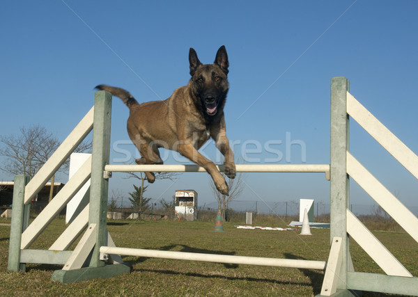 jumping malinois Stock photo © cynoclub