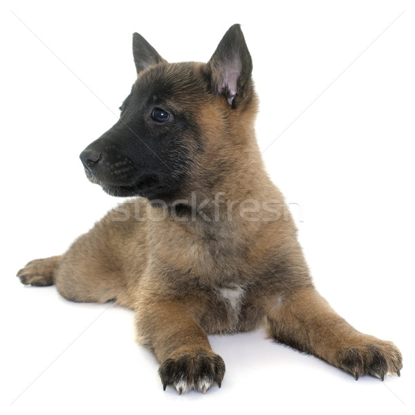 puppy belgian shepherd malinois Stock photo © cynoclub