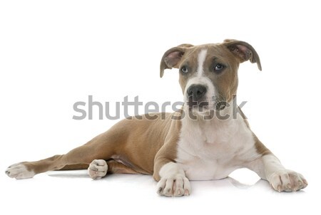Kutyakölyök staffordshire terrier fehér stúdió díszállat Stock fotó © cynoclub