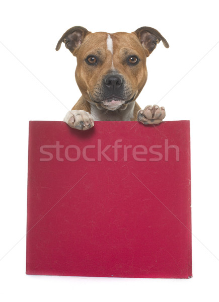 stafforshire bull terrier in box Stock photo © cynoclub