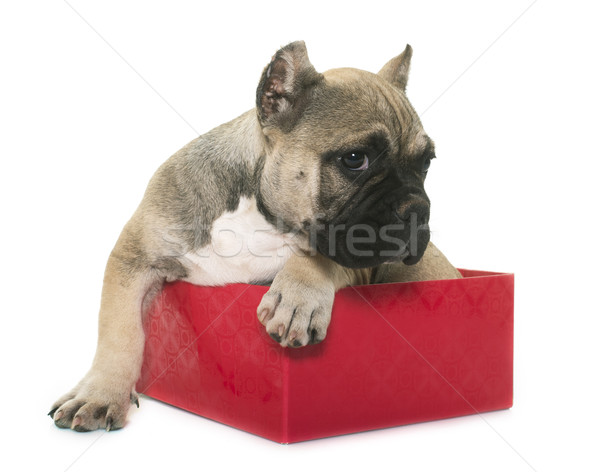 puppy american bully in box Stock photo © cynoclub