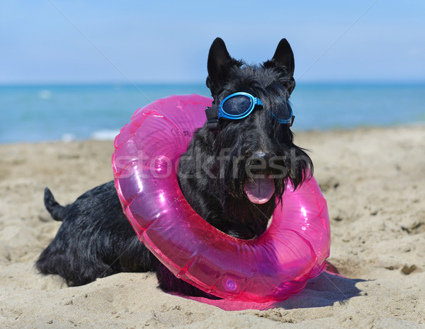 scottish terrier on beach Stock photo © cynoclub