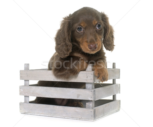 puppy dachshund  in studio Stock photo © cynoclub