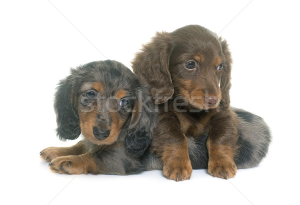 puppies dachshund  in studio Stock photo © cynoclub