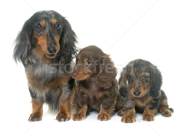 three dachshund  in studio Stock photo © cynoclub