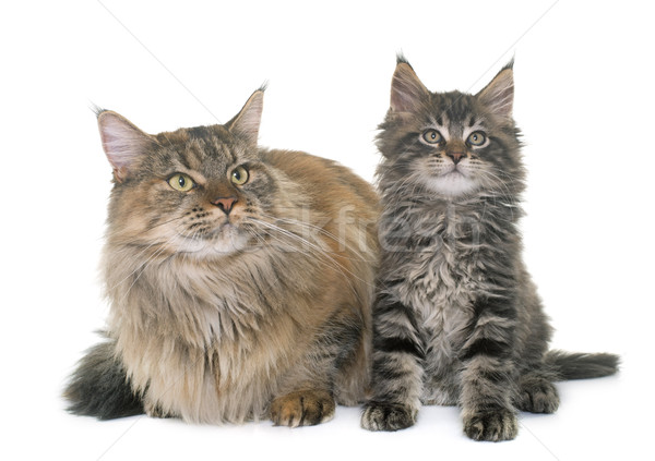 maine coon cat and kitten Stock photo © cynoclub