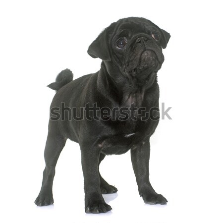 Stock photo: puppy black pug