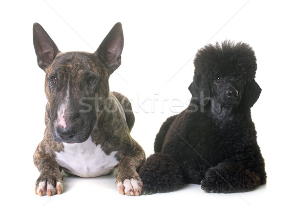 black dwarf poodle and bull terrier Stock photo © cynoclub