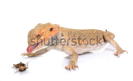 Crested gecko in studio Stock photo © cynoclub