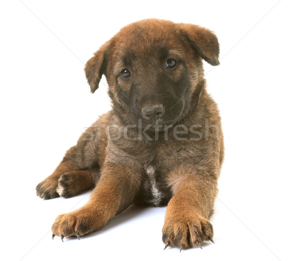 Szczeniak owczarek belgijski psa zwierząt Zdjęcia stock © cynoclub