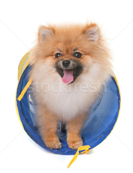 pomeranian puppy in studio Stock photo © cynoclub